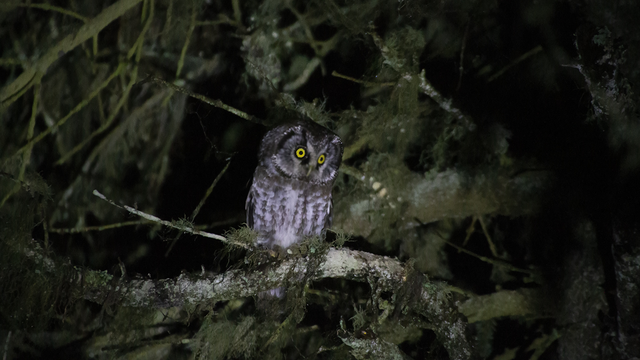 Boreal Owl
